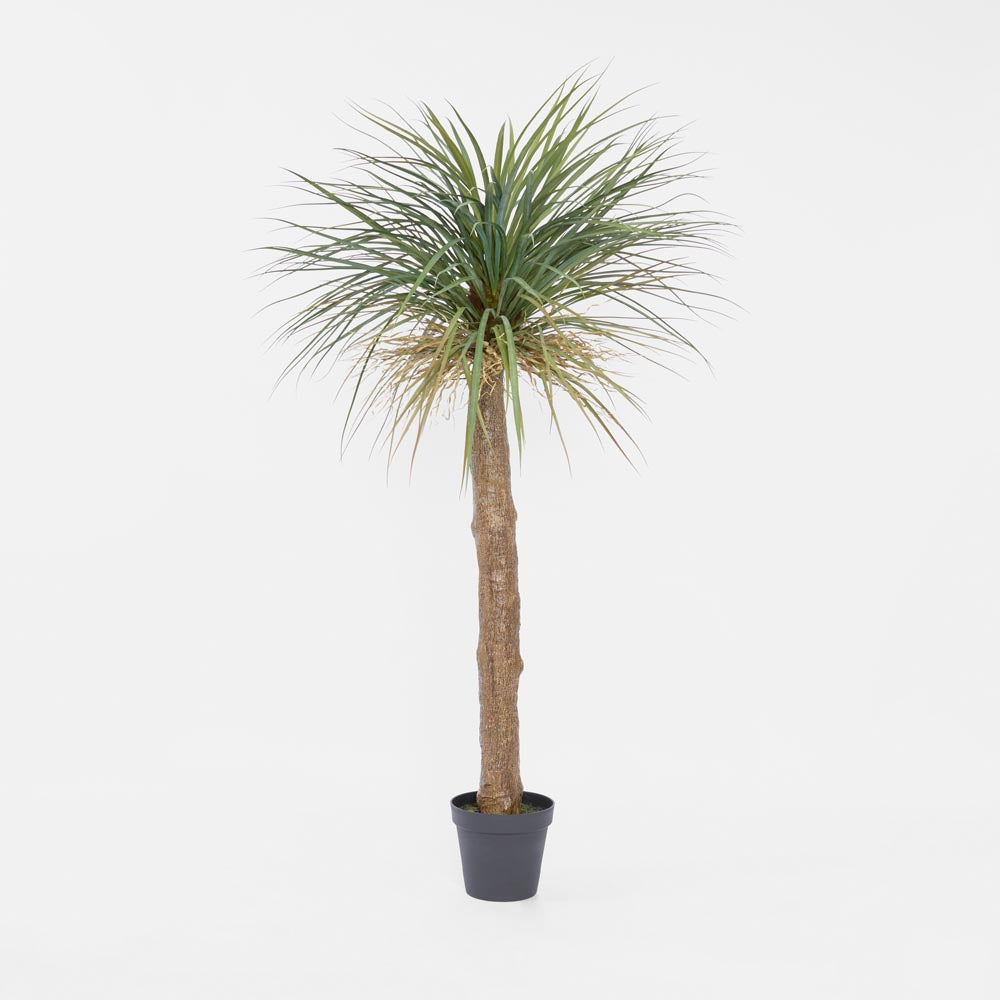 Grass Tree Large 2m – Florabelle Living