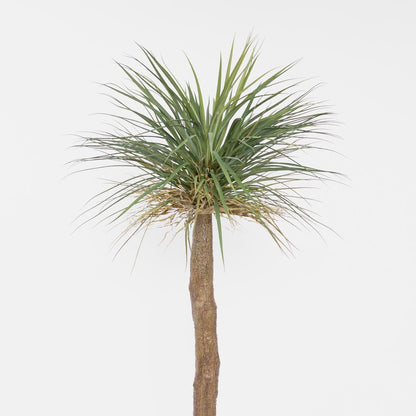 Grass Tree Large 2m