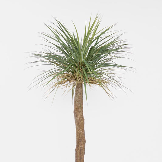 Grass Tree Large 2m