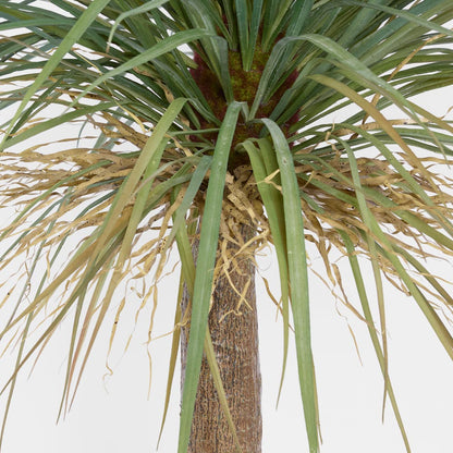 Grass Tree Large 2m