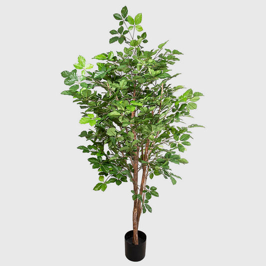 Hornbean tree 1.5m