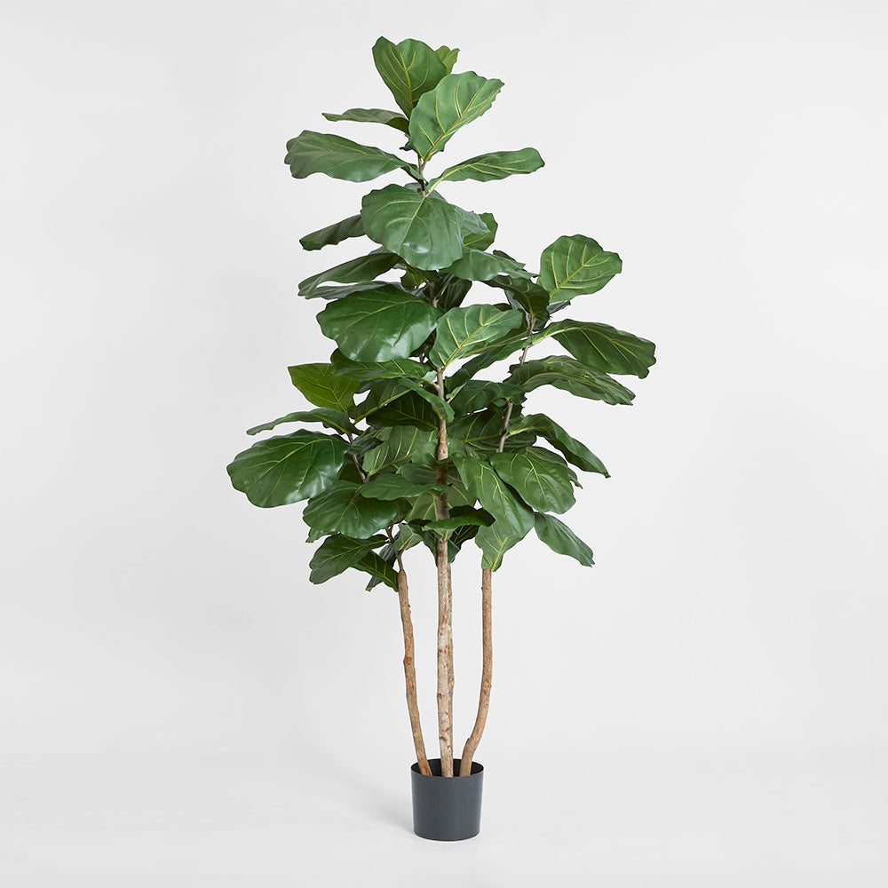 Fiddle Leaf Tree 1.9m | Tree Creations – Florabelle Living
