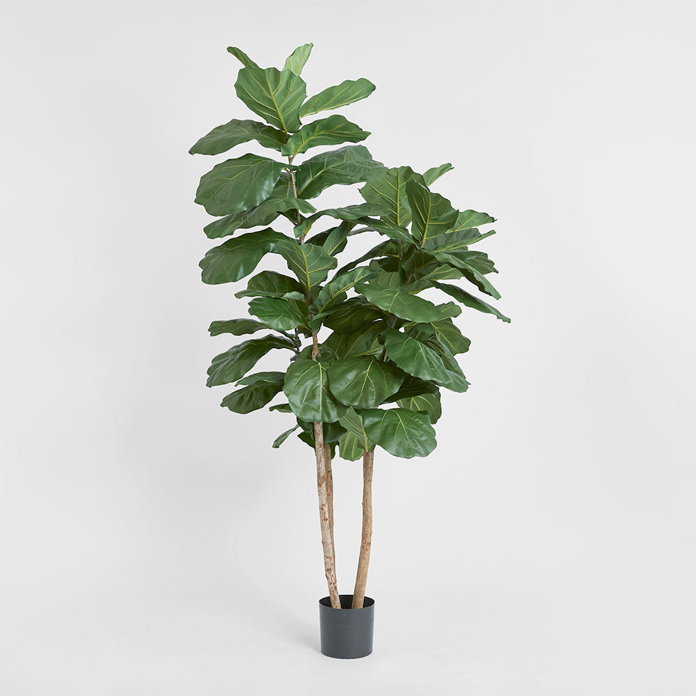 Fiddleback Tree Fiddle Leaf Tree 1.9m | Tree Creations – Florabelle Living