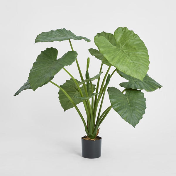 Alocasia Calidora Potted 80cm  Florabelle Living