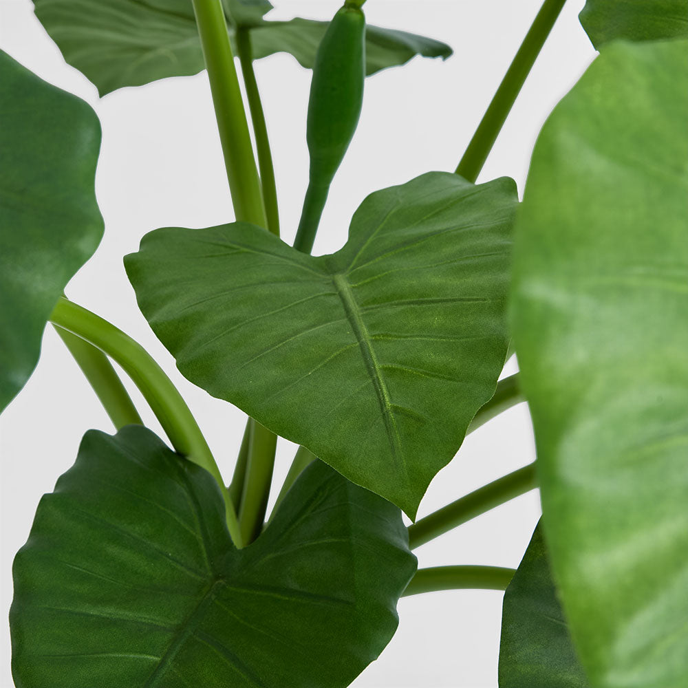Alocasia Calidora Potted 80cm – Florabelle Living