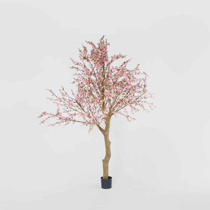 Giant Cherry Blossom Tree 2.4m