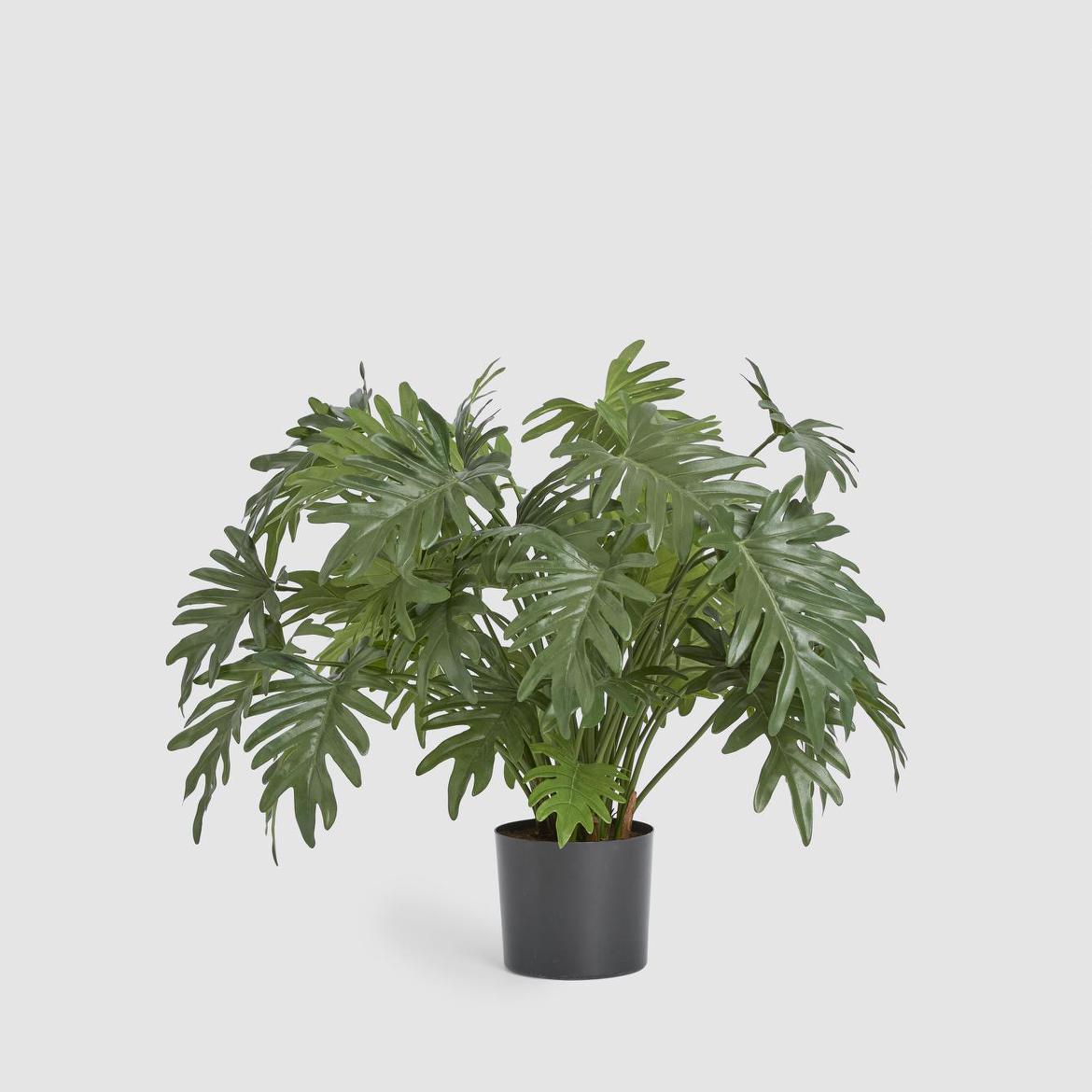 Split Philo Potted Bush 75cm | Tree Creations – Florabelle Living