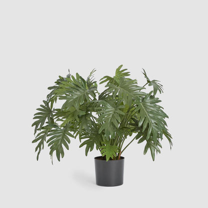Split Philo Potted Bush 75cm