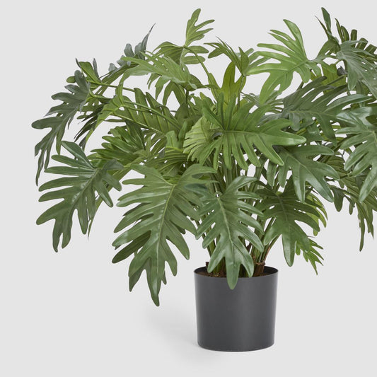 Split Philo Potted Bush 75cm