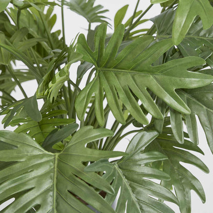 Split Philo Potted Bush 75cm