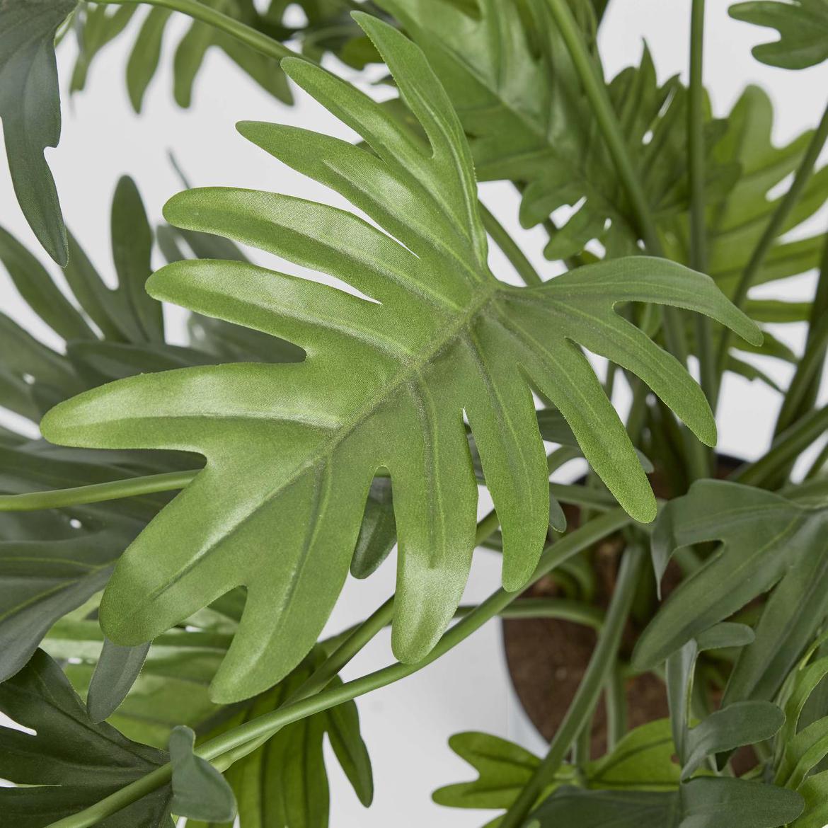 Split Philo Potted Bush 75cm