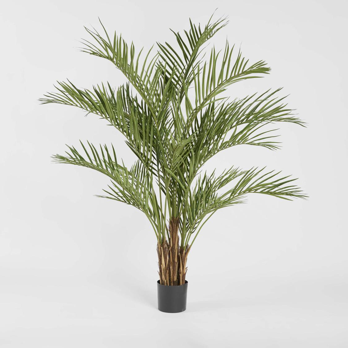 Palm Tree 2m