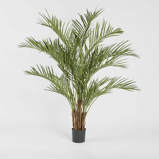 Palm Tree 2m