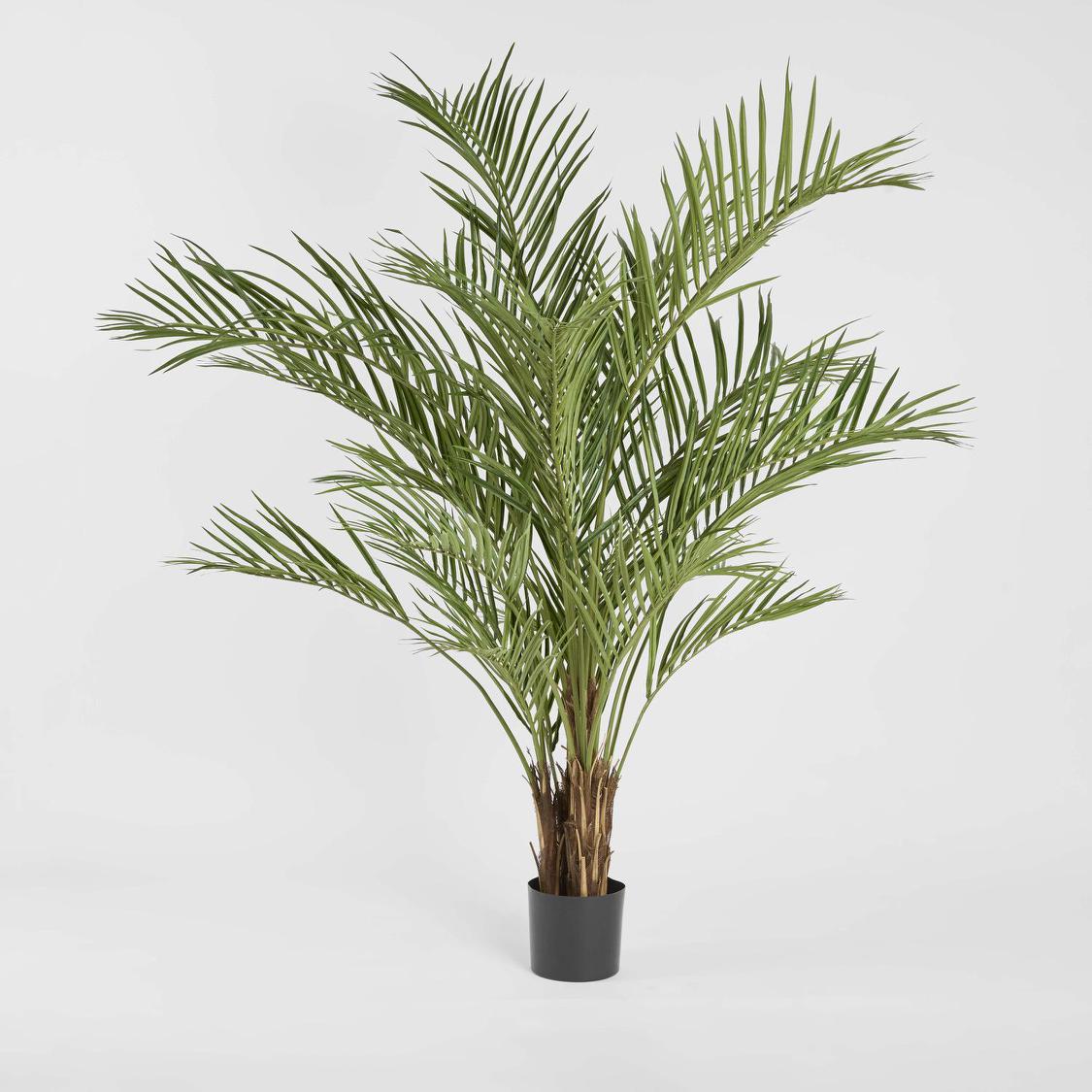 Palm Tree 2m