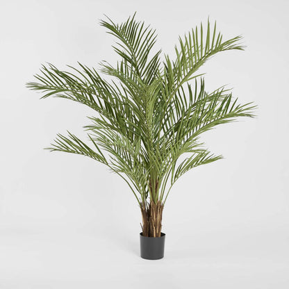 Palm Tree 2m
