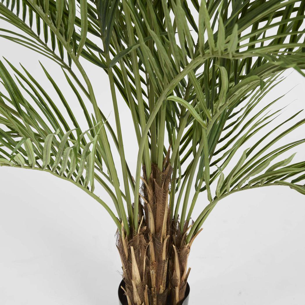 Palm Tree 2m
