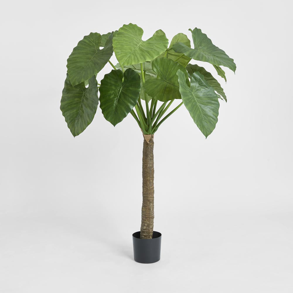 Alocasia Calidora Tree 1.35m