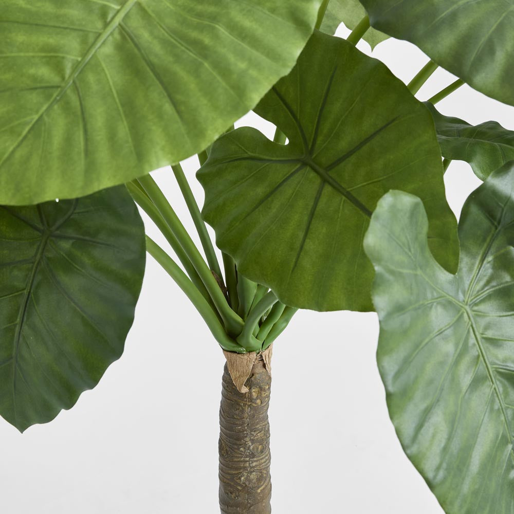 Alocasia Calidora Tree 1.35m