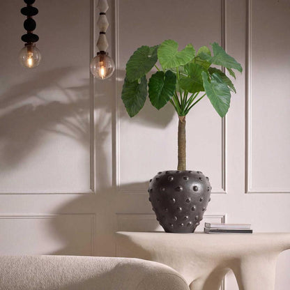 Alocasia Calidora Tree 1.35m
