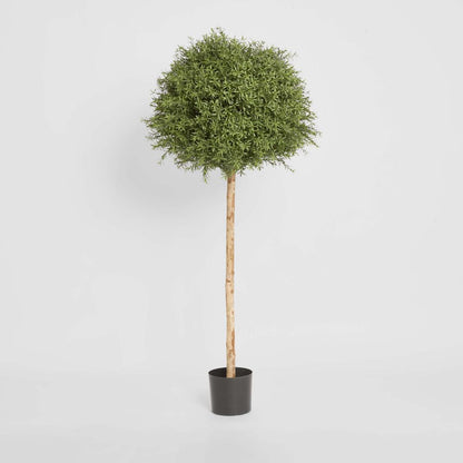 Rosemary Ball Tree 1.45m