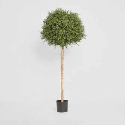 Rosemary Ball Tree 1.45m
