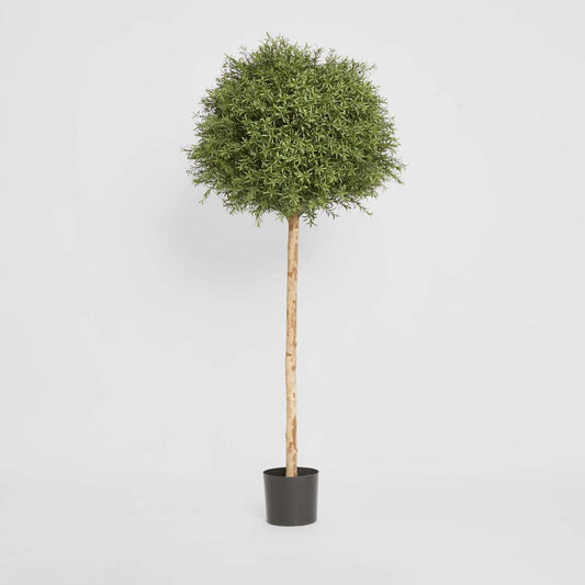 Rosemary Ball Tree 1.45m