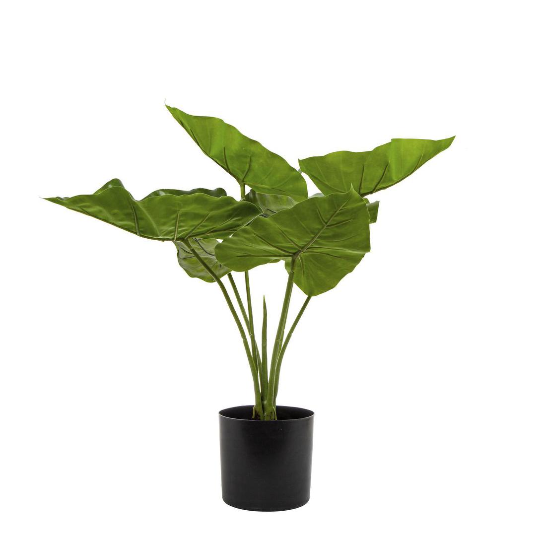 Sweet Taro Real Touch 50cm