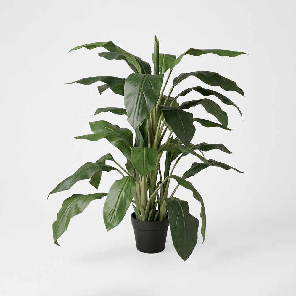 Dracaena in Pot 1.22m