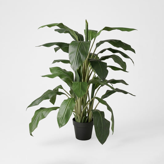 Dracaena in Pot 1.22m