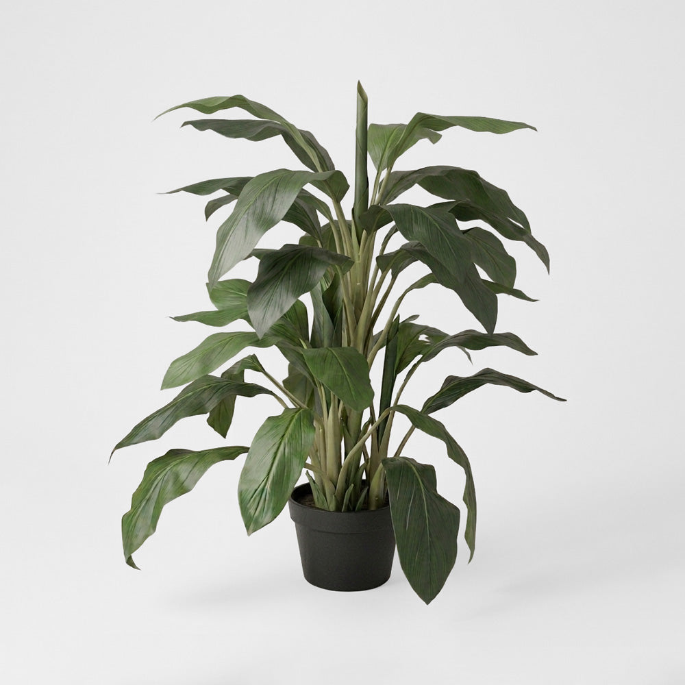 Dracaena in Pot 1.22m