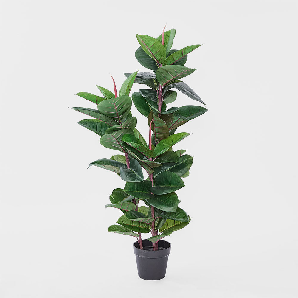 Rubber Tree 1.3m