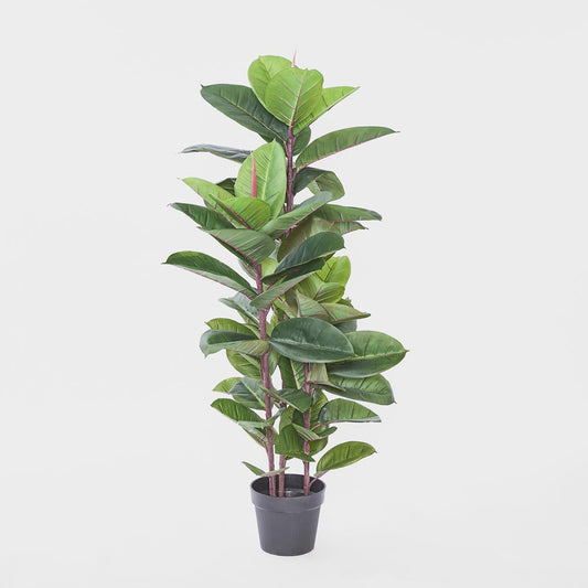 Rubber Tree 1.3m