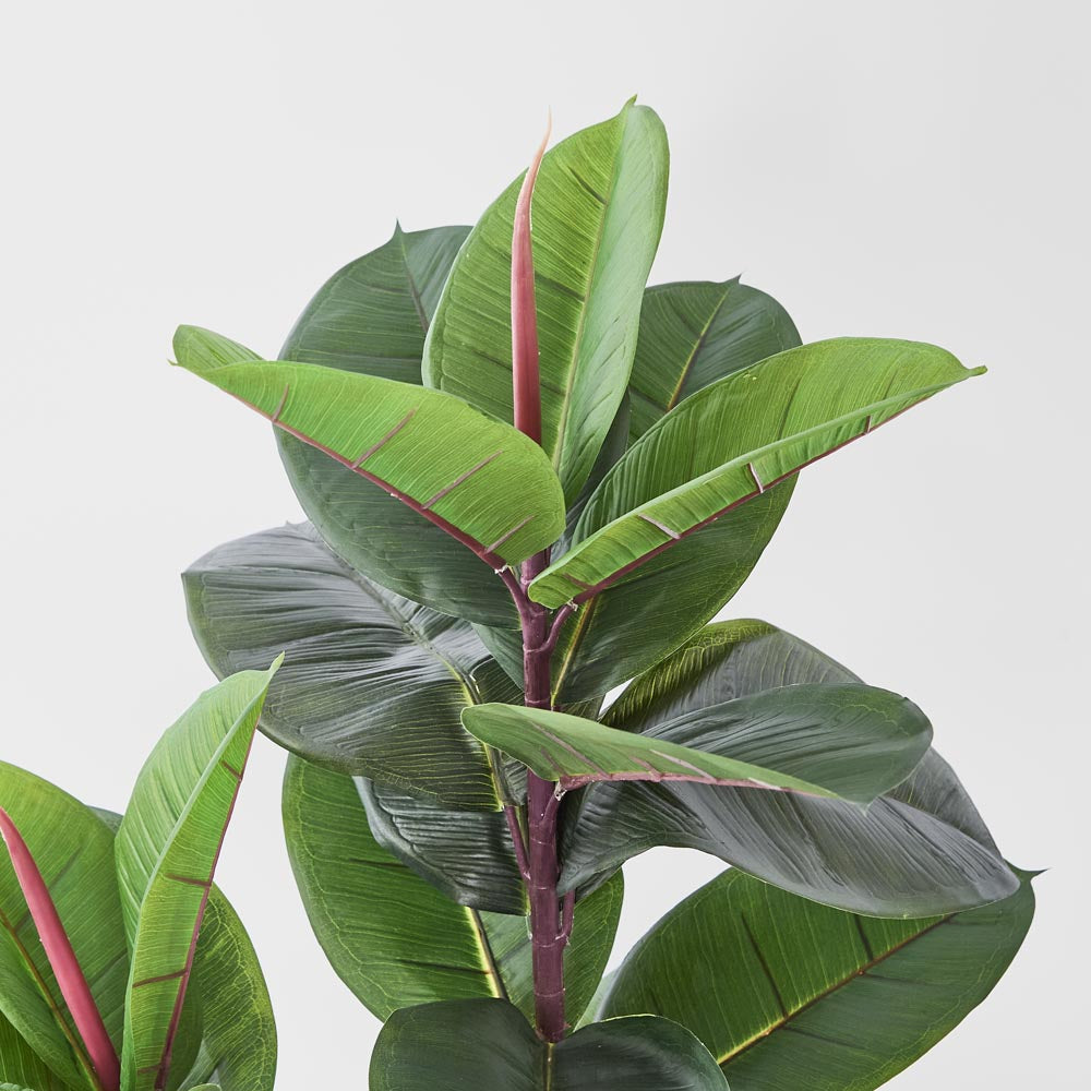 Rubber Tree 1.3m