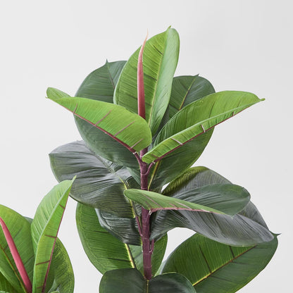 Rubber Tree 1.3m