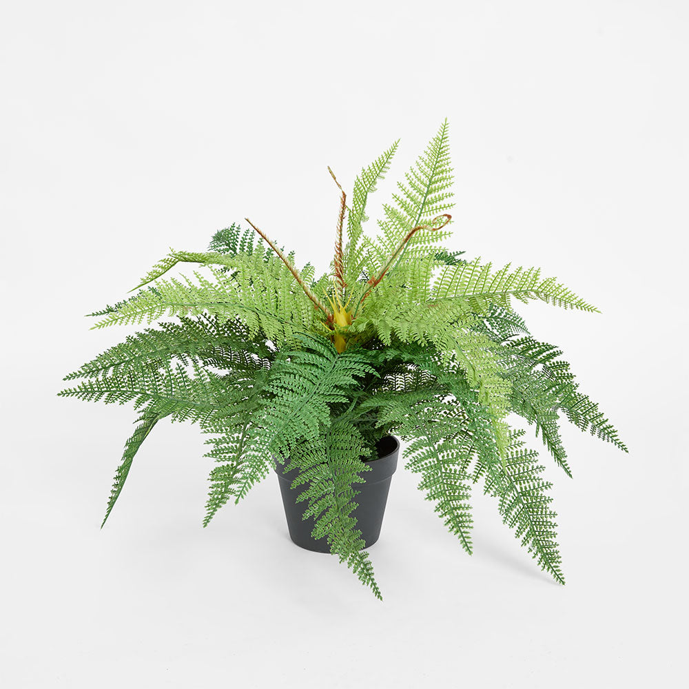 Boston Fern in Pot 55cm