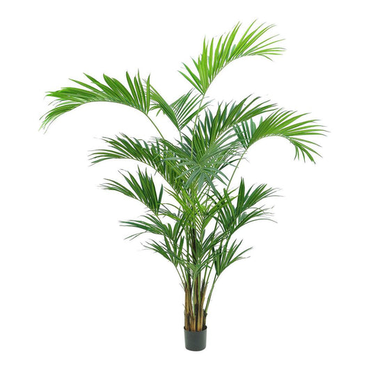2.5m Kentia Palm 518 Leaves