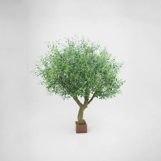 Olive Tree With 12648 Leaves & 150 Fruits 180cm