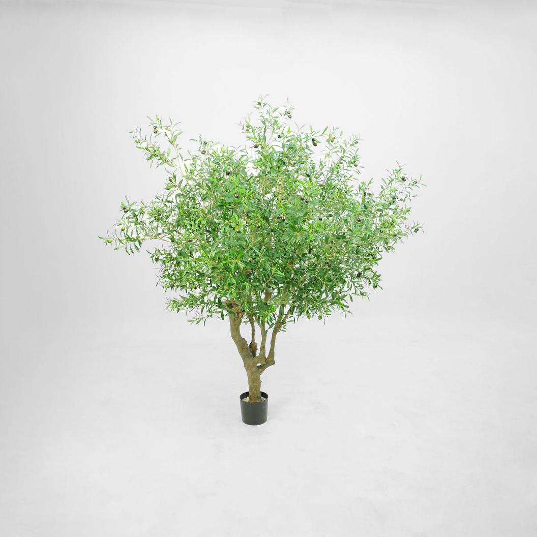 Giant Olive Tree With 9384 Leaves 216 Fruits Green 153cm