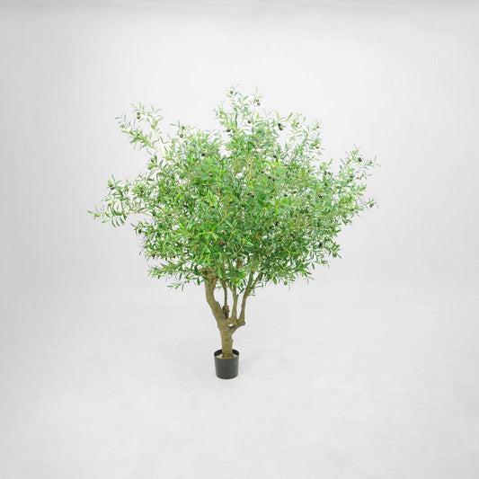 Giant Olive Tree With 9384 Leaves 216 Fruits Green 153cm