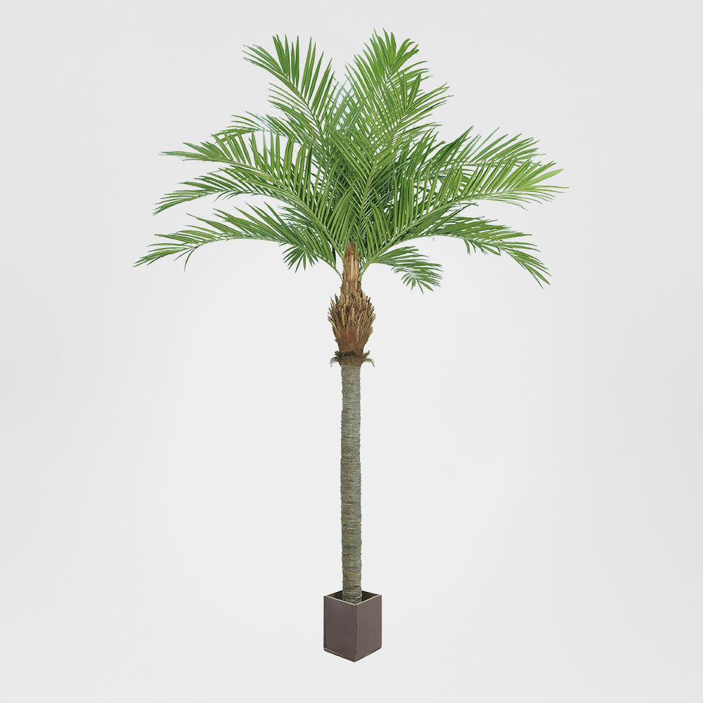 Majesty Palm With 960 Leaves Green 240cm