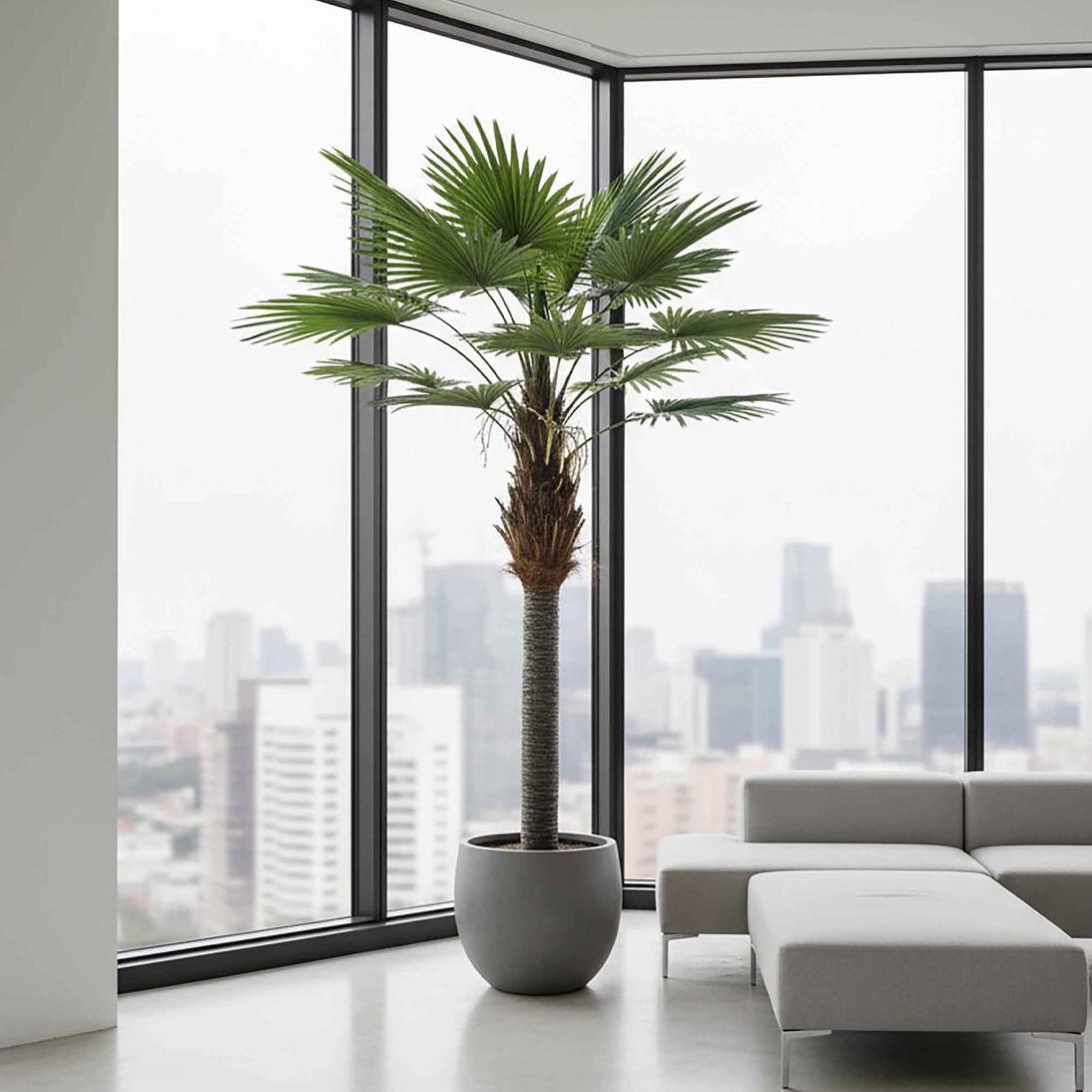 Majesty Palm With 960 Leaves Green 240cm