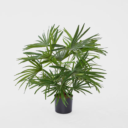 Baby Fan Palm Potted Bush w/17 Leaves 45cm