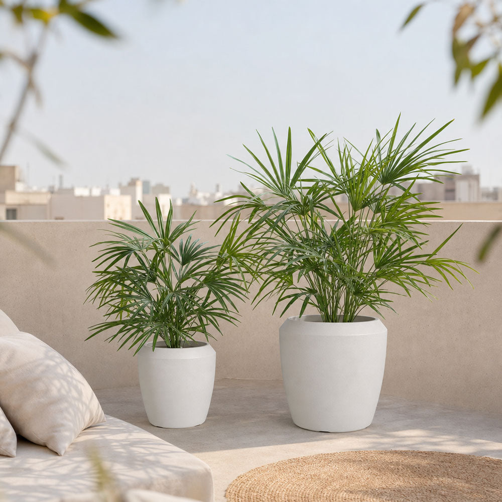 Baby Fan Palm Potted Bush w/17 Leaves 45cm