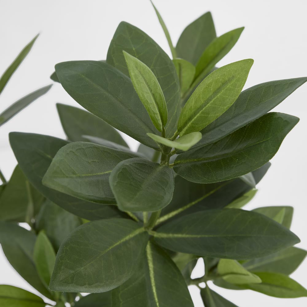 Mini Bay Leaf Potted Plant