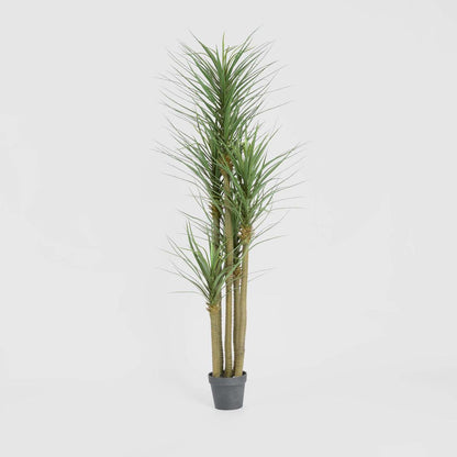 Yucca Tree In Black Pot 180cm