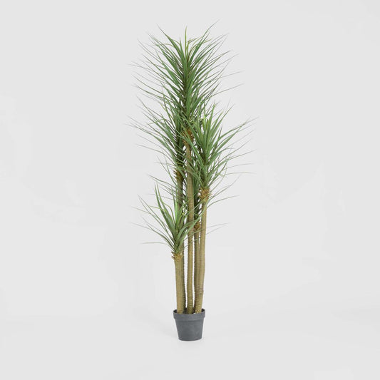 Yucca Tree In Black Pot 180cm