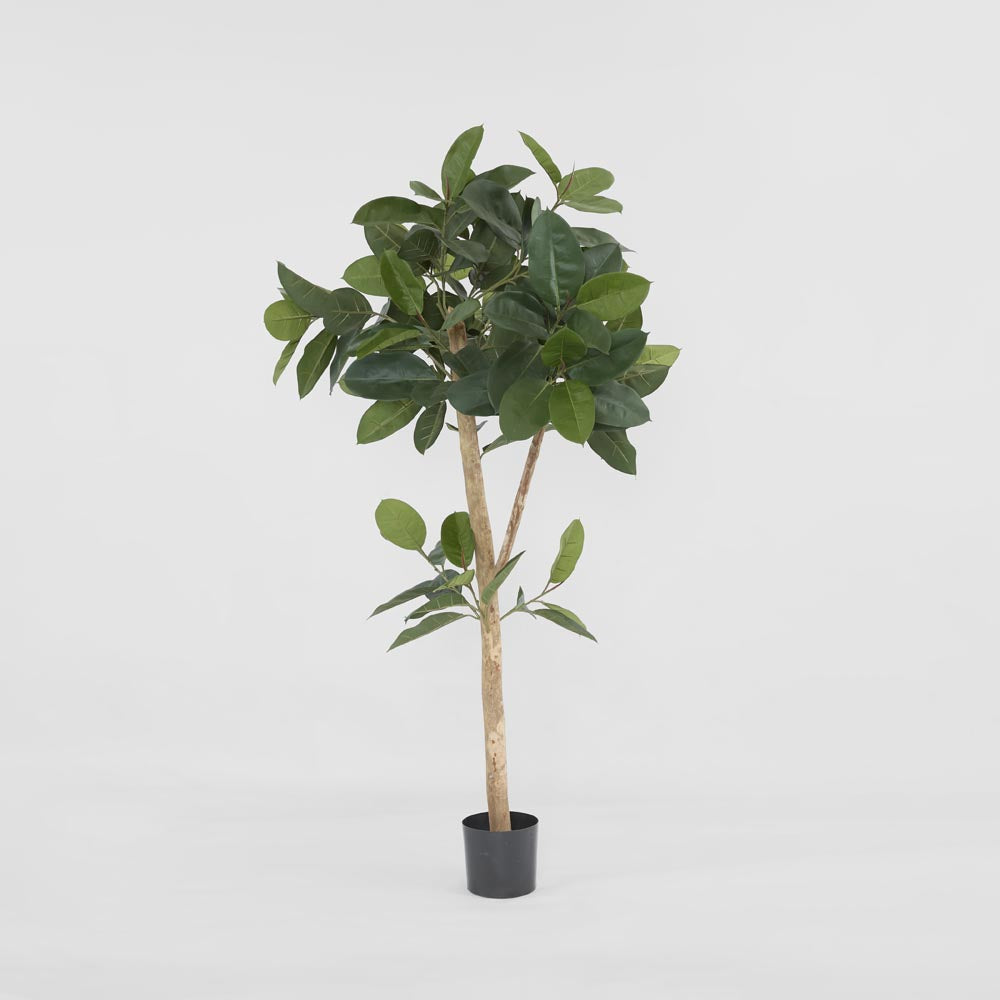 Rubber Tree 155cm