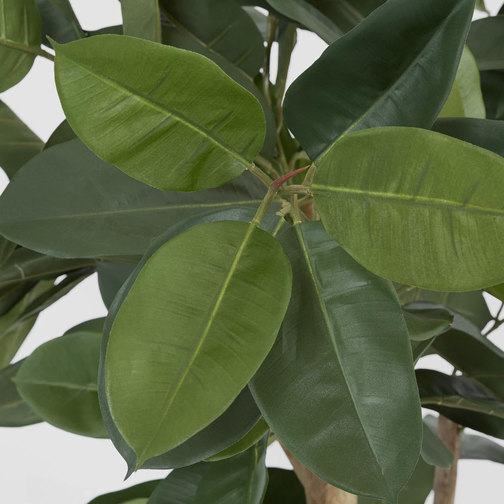 Rubber Tree 155cm