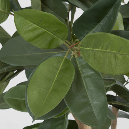 Rubber Tree 155cm