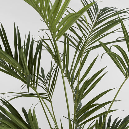 Kentia Palm Tree 210cm